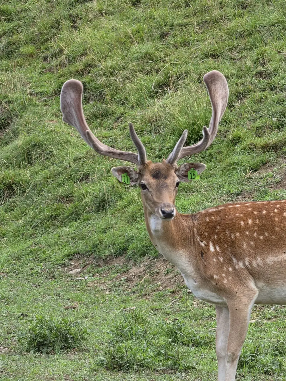 Damhirsch mit breitem Schaufelgeweih im Bast und geflecktem Fell auf einer grünen Wiese